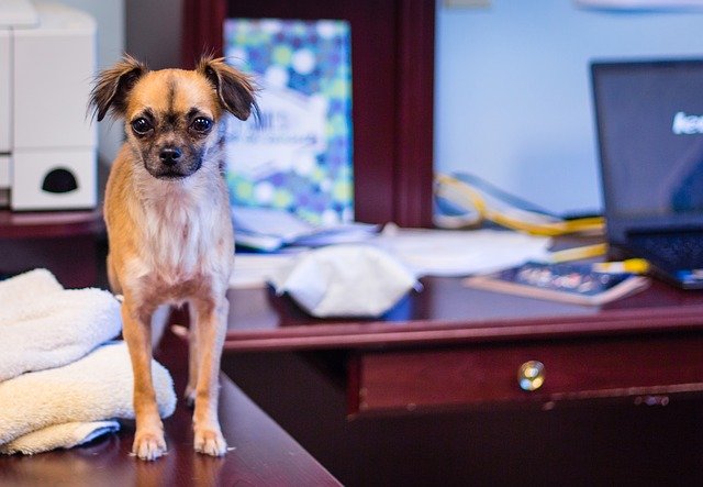 pes v kanceláři