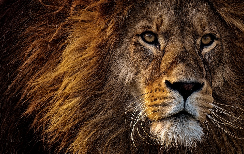 Lev je krásné zvíře.
